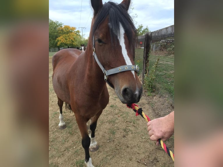 Welsh-D Hengst 10 Jahre 150 cm Brauner in Heltersberg