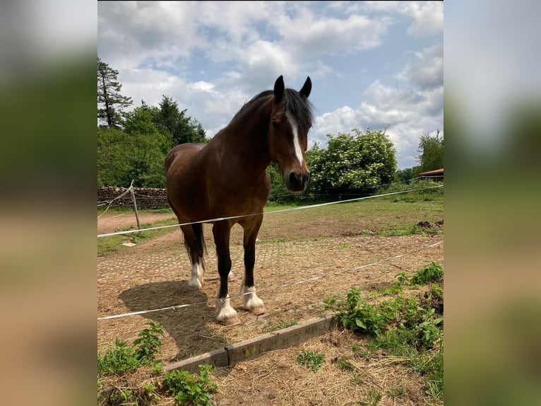 Welsh-D Hengst 10 Jahre 150 cm Brauner in Heltersberg