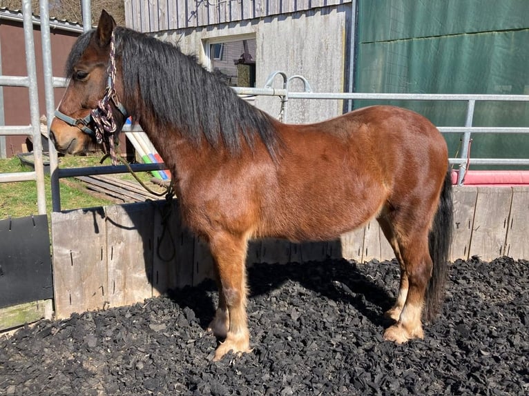Welsh-D Hengst 10 Jahre 150 cm Brauner in Heltersberg