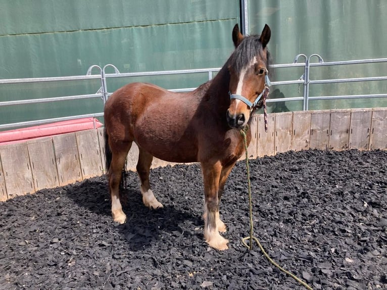 Welsh-D Hengst 10 Jahre 150 cm Brauner in Heltersberg