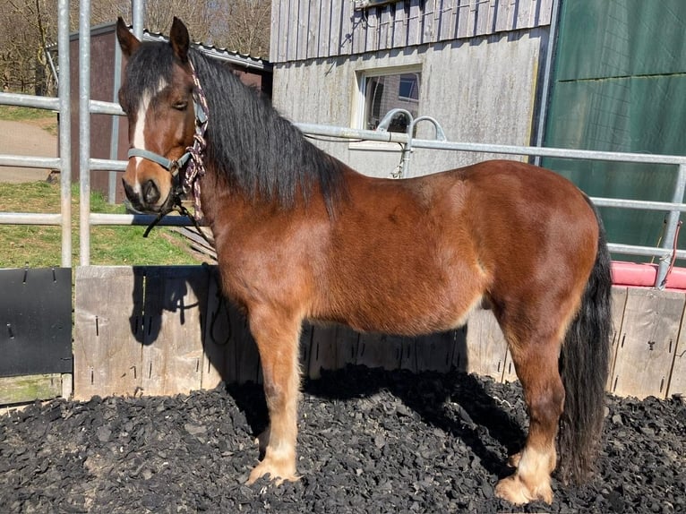 Welsh-D Hengst 10 Jahre 150 cm Brauner in Heltersberg
