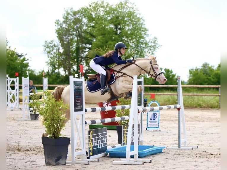 Welsh-D Hengst 11 Jaar 146 cm Perlino in Poitiers
