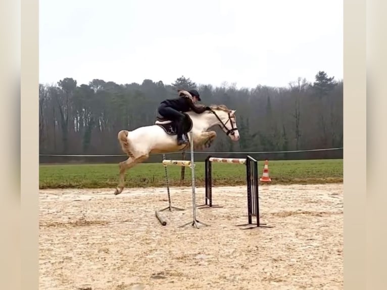 Welsh-D Hengst 11 Jahre 146 cm Perlino in Poitiers