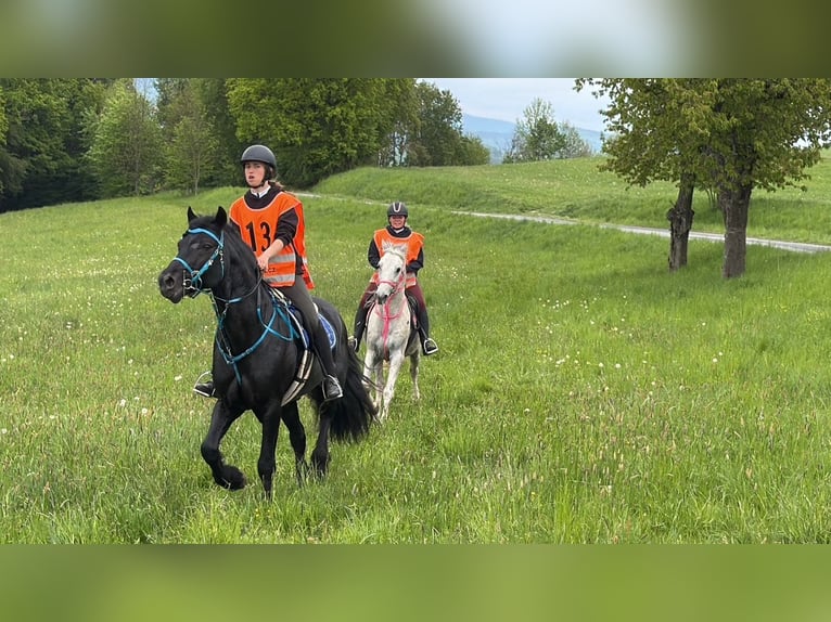 Welsh-D Hengst 11 Jahre 153 cm  in Paseka-Karlov