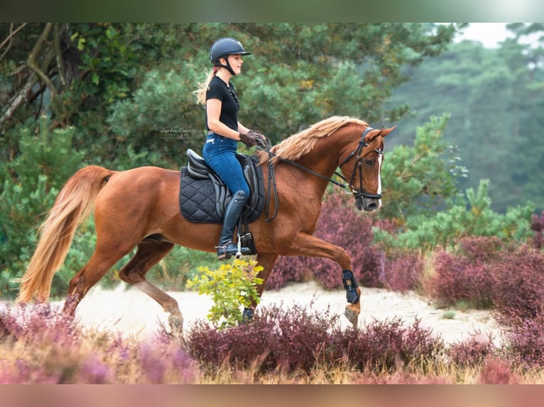 Welsh-D Hengst 14 Jahre 148 cm Fuchs in Schoonrewoerd
