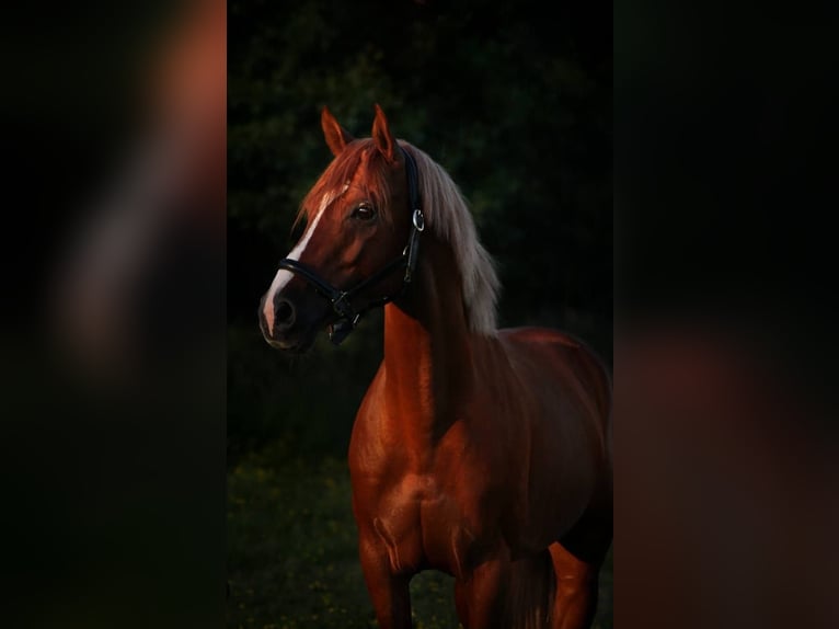 Welsh-D Hengst 15 Jaar 148 cm Vos in Schoonrewoerd