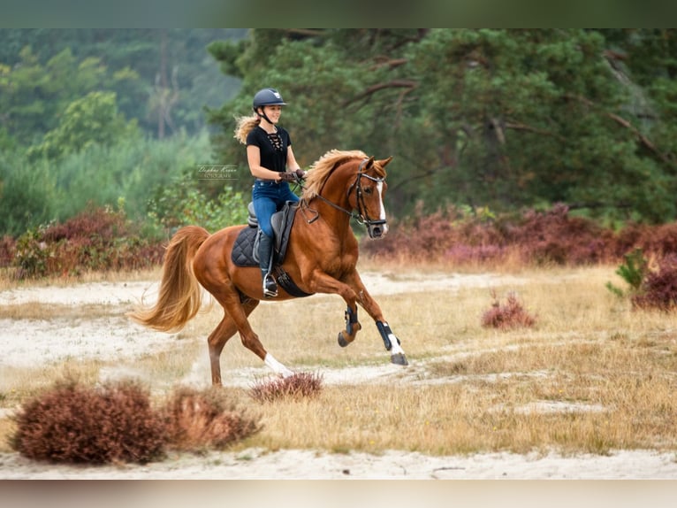 Welsh-D Hengst 15 Jaar 148 cm Vos in Schoonrewoerd