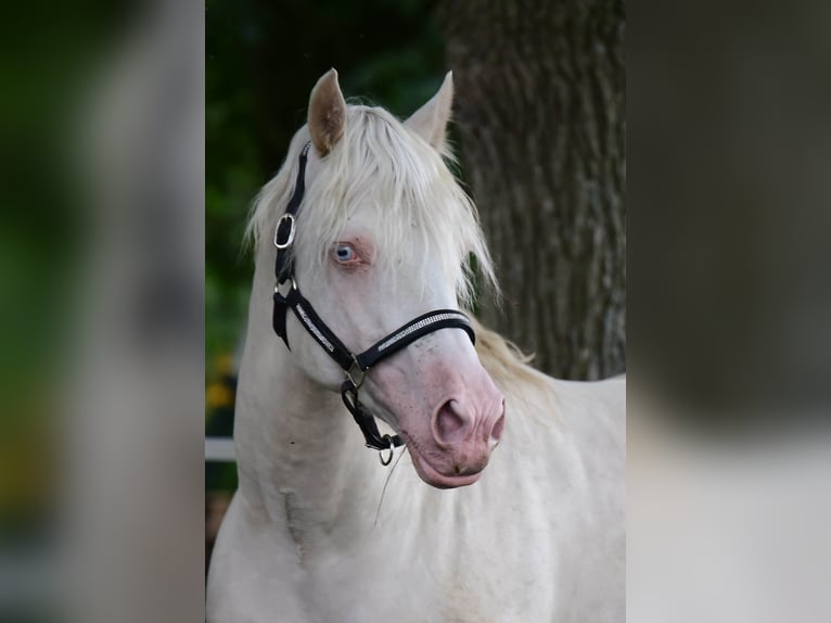 Welsh-D Hengst 15 Jaar 154 cm Cremello in Großenrade
