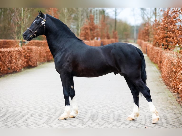 Welsh-D Hengst 1 Jaar 146 cm Donkere-vos in Anderen