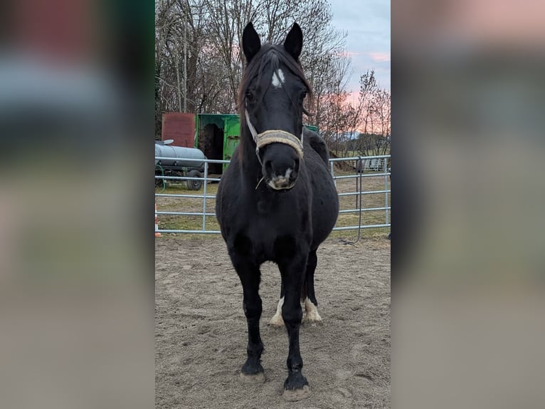 Welsh-D Hengst 1 Jaar 147 cm Zwart in Schwabbruck