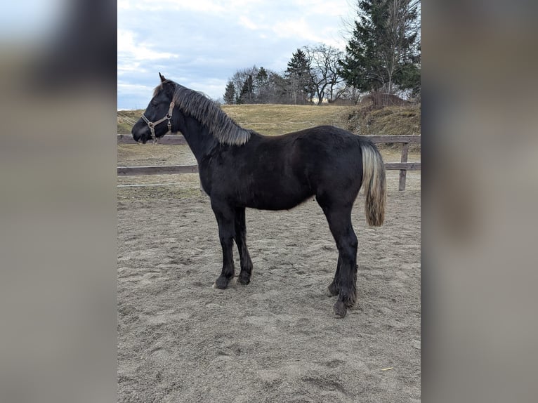 Welsh-D Hengst 1 Jaar 147 cm Zwart in Schwabbruck