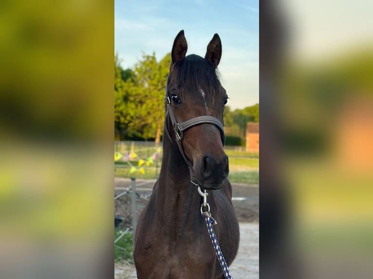 Welsh-D Hengst 1 Jaar 148 cm Donkerbruin in Swolgen