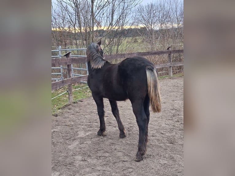 Welsh-D Hengst 1 Jahr 147 cm Rappe in Schwabbruck