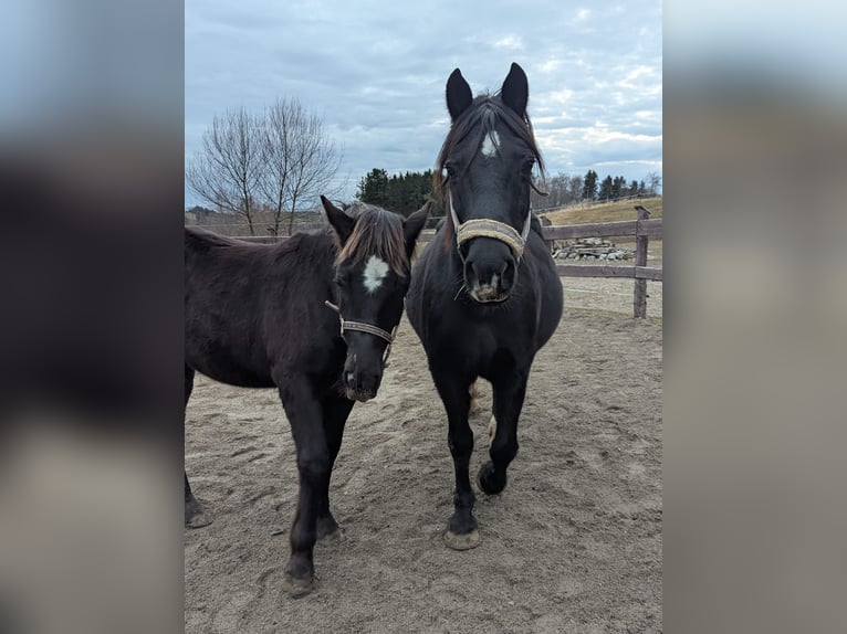 Welsh-D Hengst 1 Jahr 147 cm Rappe in Schwabbruck