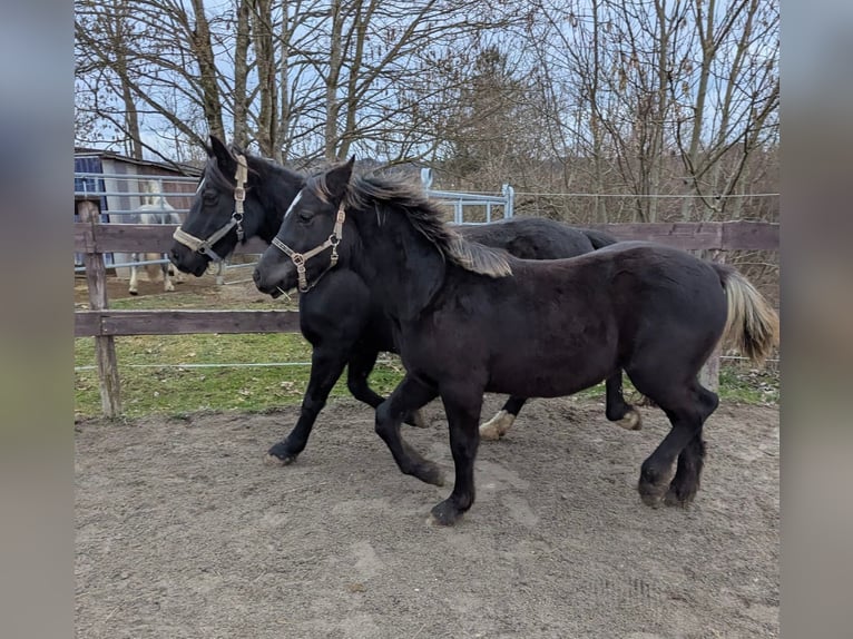 Welsh-D Hengst 1 Jahr 147 cm Rappe in Schwabbruck