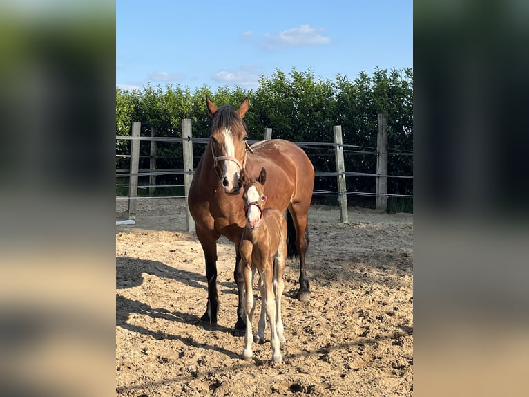 Welsh-D Hengst 1 Jahr 148 cm Brauner in Haren