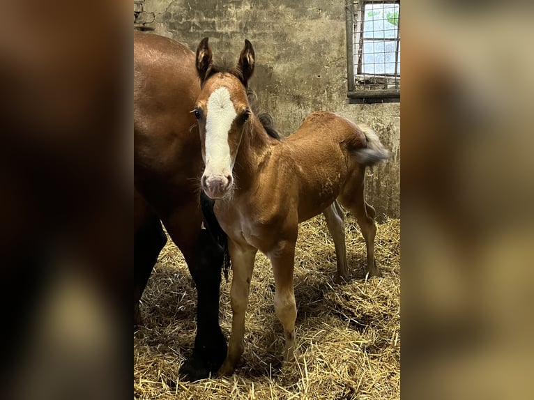 Welsh-D Hengst 1 Jahr 148 cm Brauner in Haren