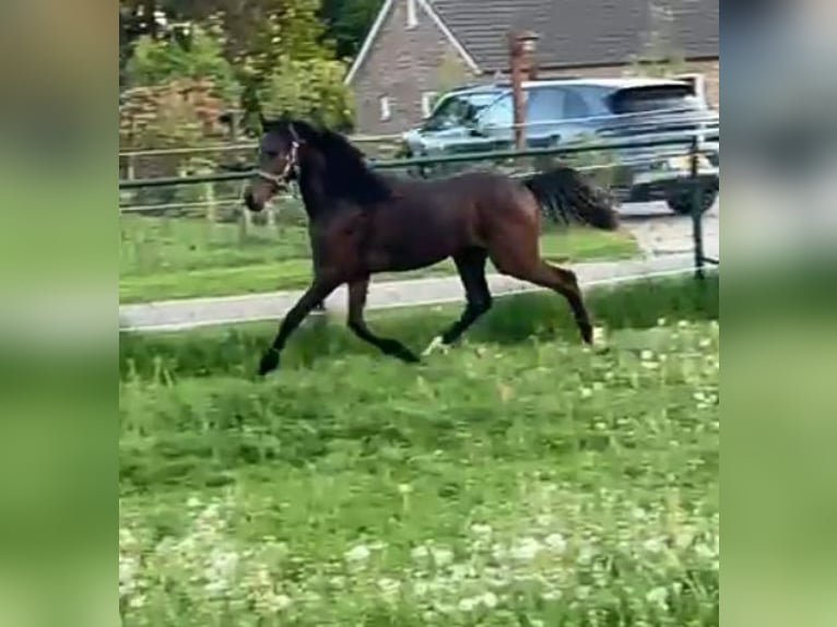Welsh-D Hengst 1 Jahr 148 cm Dunkelbrauner in Swolgen