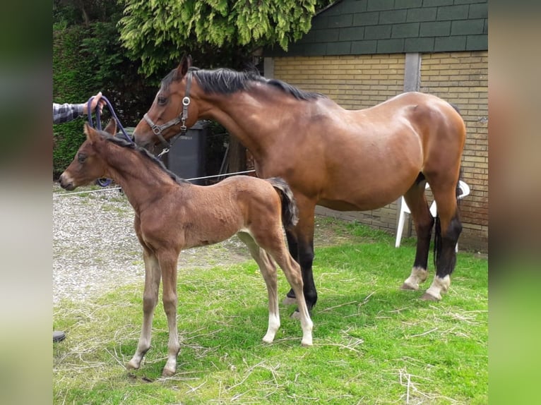 Welsh-D Hengst 1 Jahr 148 cm Dunkelbrauner in Swolgen
