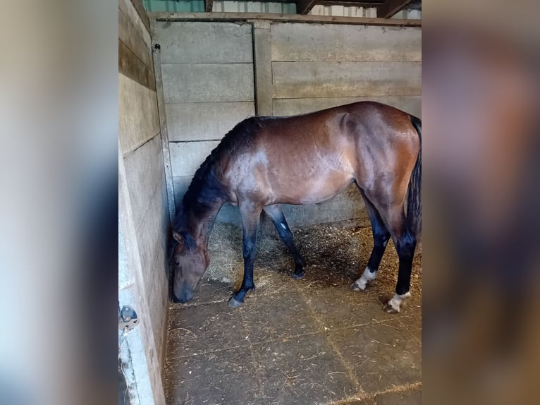 Welsh-D Hengst 1 Jahr 148 cm Dunkelbrauner in Swolgen
