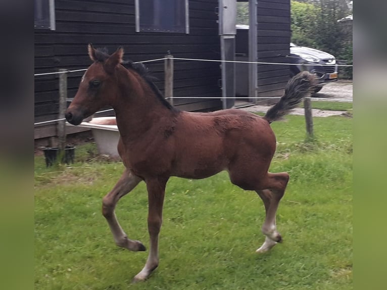Welsh-D Hengst 1 Jahr 148 cm Dunkelbrauner in Swolgen