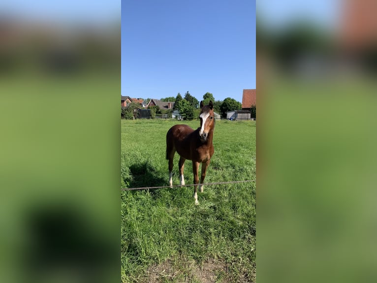 Welsh-D Hengst 1 Jahr Brauner in Horstmar