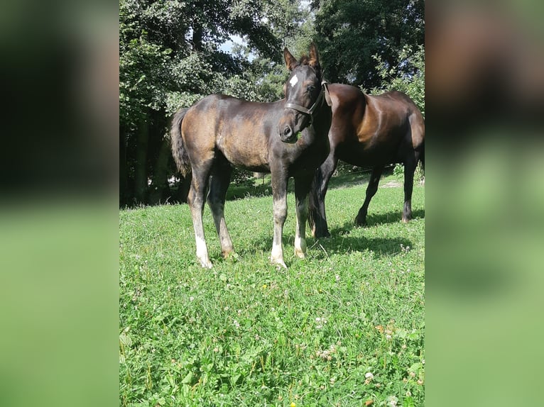Welsh-D Hengst 1 Jahr in Mertendorf