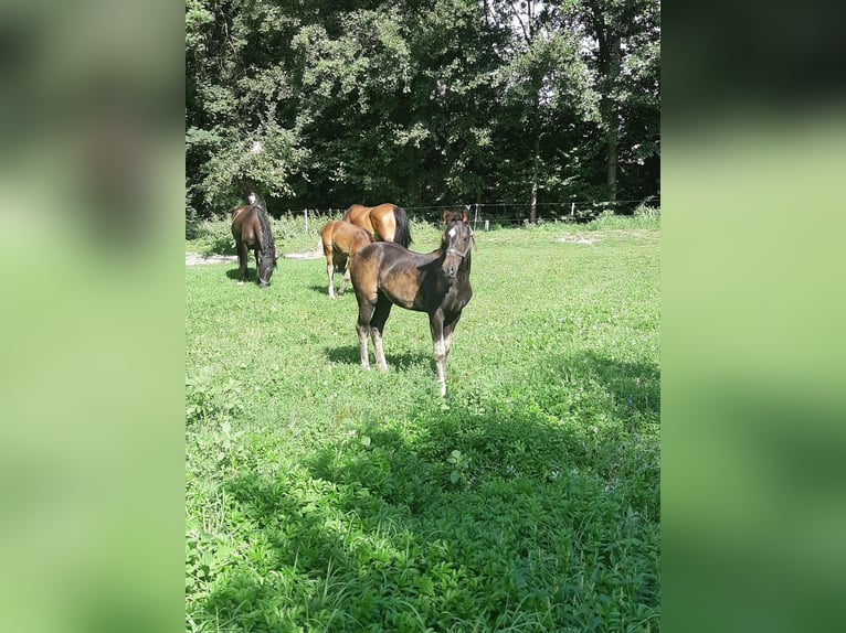 Welsh-D Hengst 1 Jahr in Mertendorf