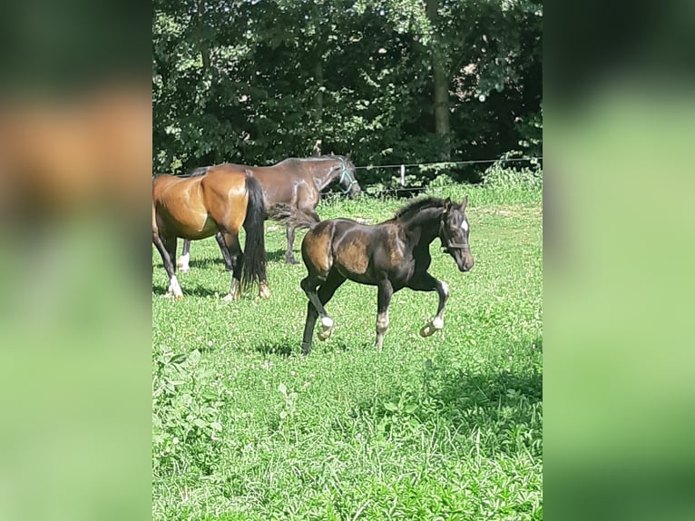 Welsh-D Hengst 1 Jahr in Mertendorf