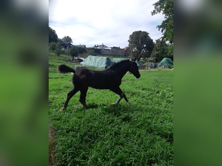 Welsh-D Hengst 1 Jahr in Mertendorf