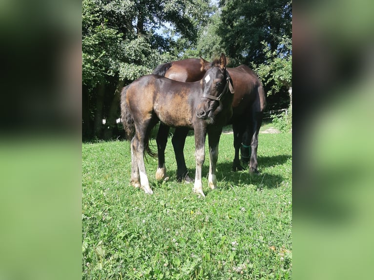 Welsh-D Hengst 1 Jahr in Mertendorf