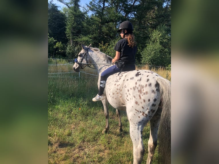 Welsh-D Mix Hengst 2 Jaar 145 cm Buckskin in Barenburg
