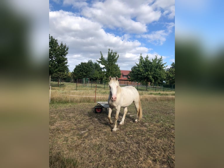 Welsh-D Mix Hengst 2 Jaar 145 cm Buckskin in Barenburg