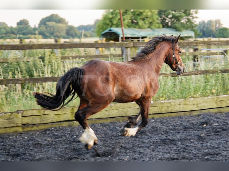 Welsh-D Hengst 2 Jaar 150 cm Bruin in Meerbusch