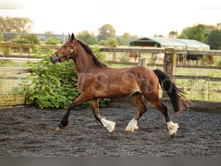 Welsh-D Hengst 2 Jahre 150 cm Brauner in Meerbusch