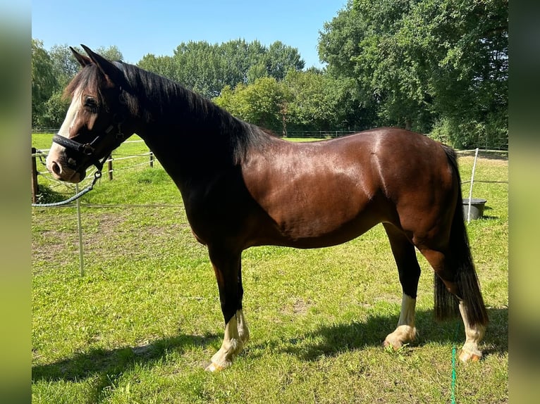 Welsh-D Hengst 3 Jaar 145 cm Bruin in Ganderkesee