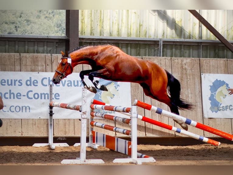 Welsh-D Hengst 4 Jaar 146 cm Bruin in Maiche