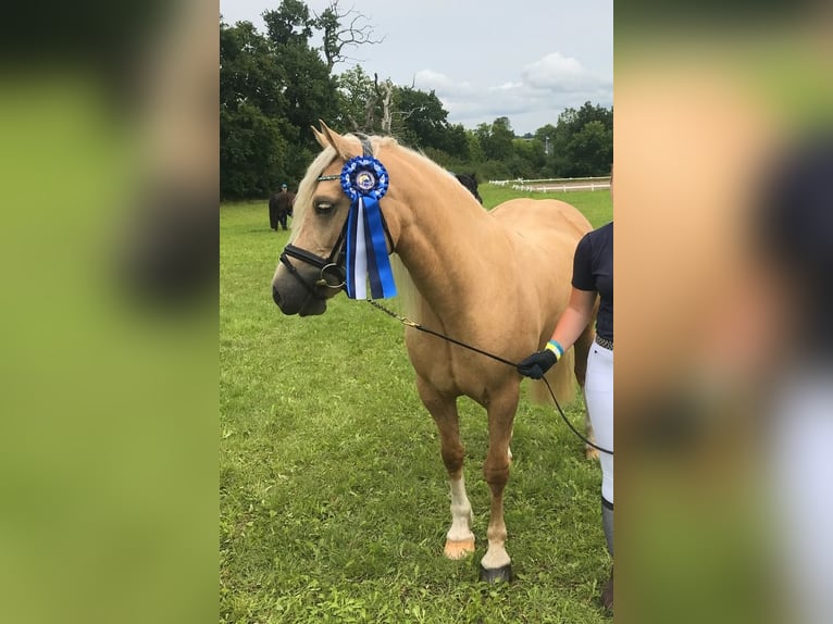 Welsh-D Hengst 6 Jahre 142 cm Palomino in Wangels