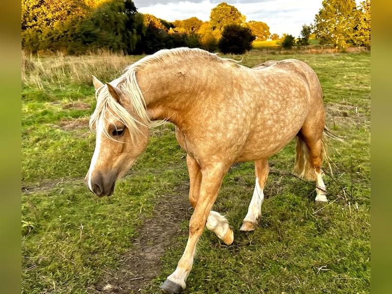 Welsh-D Hengst 6 Jahre 142 cm Palomino in Wangels