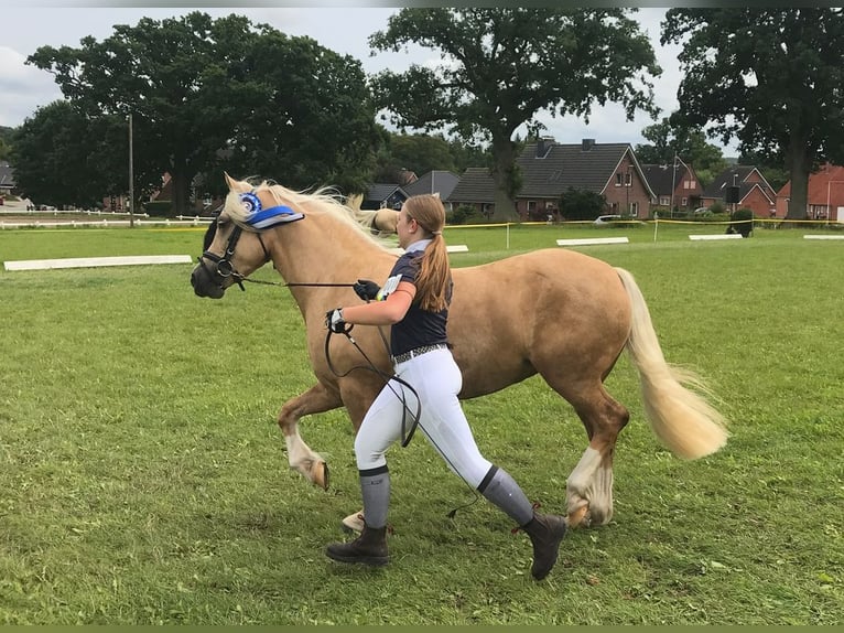 Welsh-D Hengst 6 Jahre 142 cm Palomino in Wangels