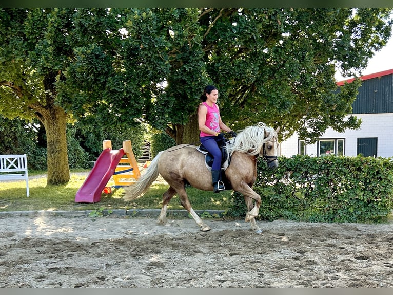 Welsh-D Hengst 6 Jahre 142 cm Palomino in Wangels