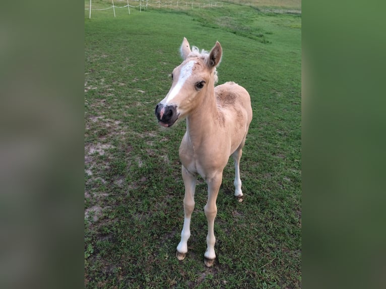 Welsh-D Hengst 6 Jahre 142 cm Palomino in Wangels