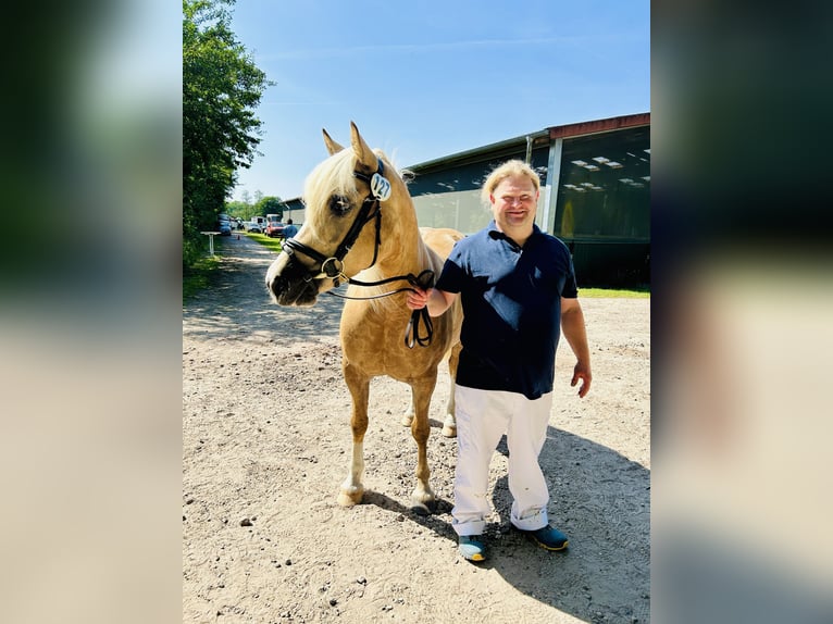 Welsh-D Hengst 6 Jahre 142 cm Palomino in Wangels