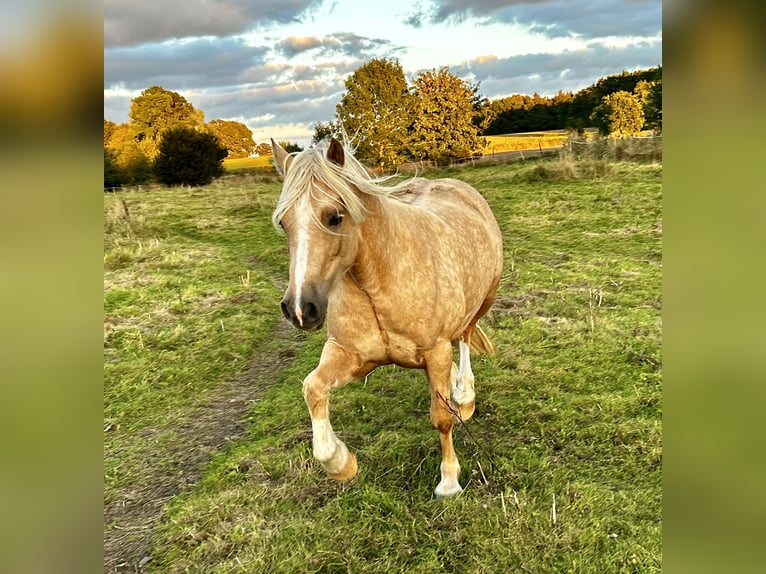 Welsh-D Hengst 6 Jahre 142 cm Palomino in Wangels