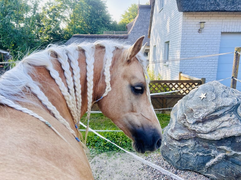 Welsh-D Hengst 6 Jahre 142 cm Palomino in Wangels