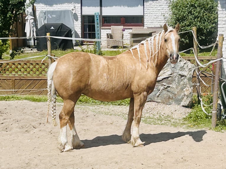 Welsh-D Hengst 6 Jahre 142 cm Palomino in Wangels