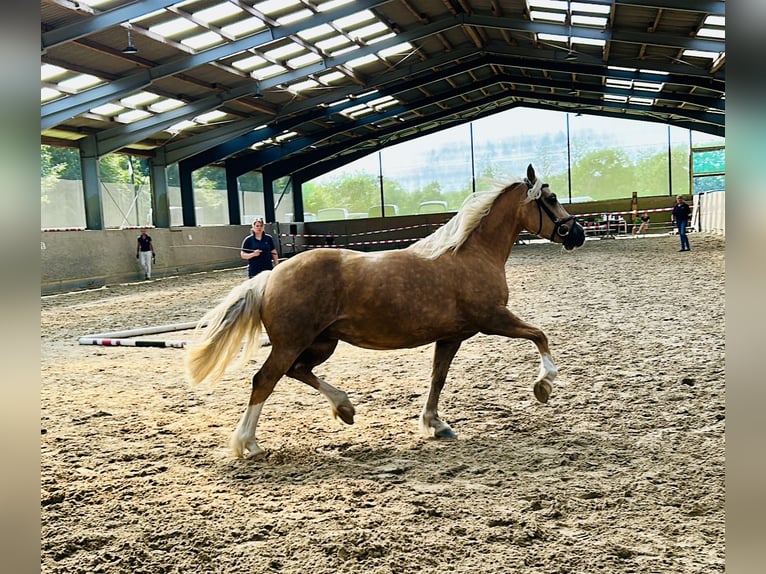 Welsh-D Hengst 6 Jahre 142 cm Palomino in Wangels