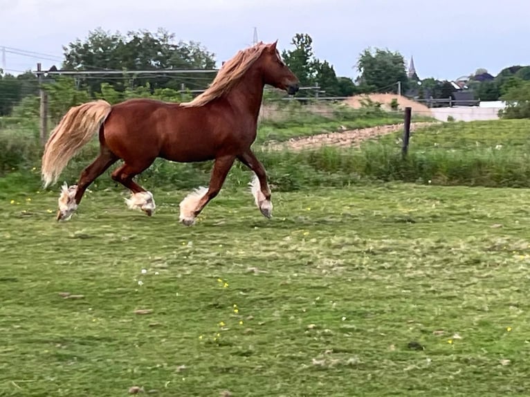 Welsh-D Hengst 7 Jahre 152 cm Fuchs in Eeklo