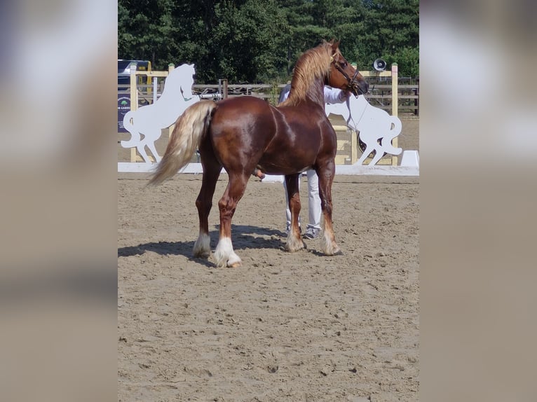 Welsh-D Hengst 7 Jahre 152 cm Fuchs in Eeklo
