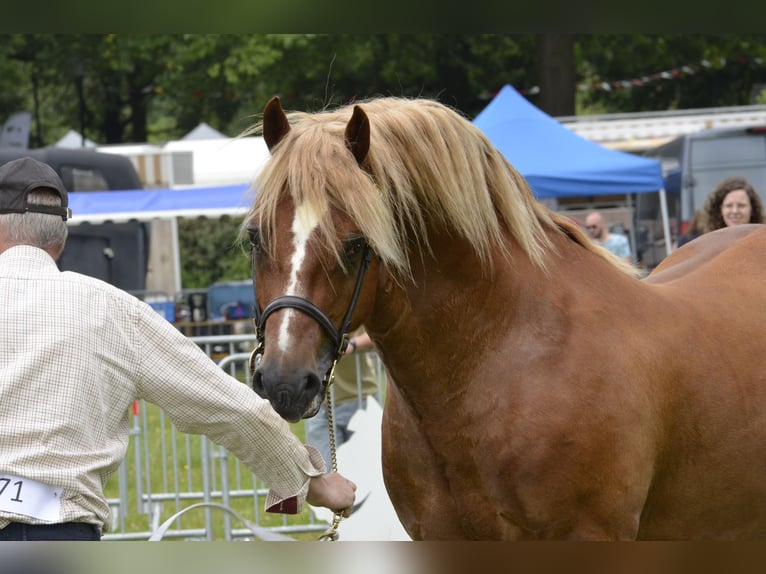Welsh-D Hengst 7 Jahre 152 cm Fuchs in Eeklo